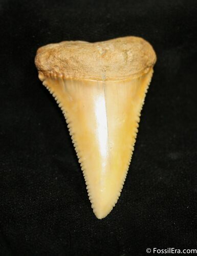 Super Serrated Chilean Carcharodon Tooth #1534